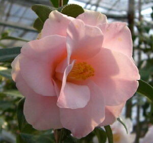 y֕c؁z@H߁@ց@c@c؁@yԖؒ؁EցEcoLE΂z