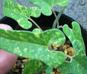 t@n̗鑐iE}mXYNTj@c@c؁@|bgA