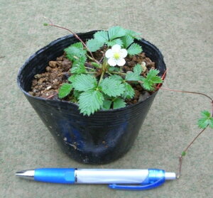 シロバナヘビイチゴ(モリイチゴ、森苺) 苗 ポット植え