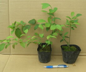 ブルーベリー　苗木　大人気ブルーベリー2本セット（ラビットアイ系：ホームベル・ブルーシャワー）苗木　苗　《果樹苗》