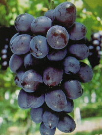 ぶどう　苗木　オリエンタルスター（ぶどう）苗木 苗 ブドウ 葡萄《果樹苗》 《果樹苗》PVP