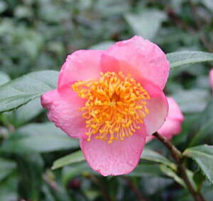 Qty֕c؁z@FJ@3|bgA@c@c؁yԖؒ؁EցEcoLE΂z