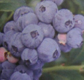 【2季成りブルーベリー】ブルーマフィン（ハイブッシュ系）《果樹苗》　PVP商品（種苗法登録品種）