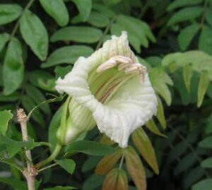 E\NmLiXC̖؁j[\N̖؁@5A