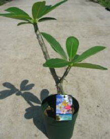 楽天市場 プルメリア 鉢植えの通販 楽天市場 プルメリア 鉢植えの通販