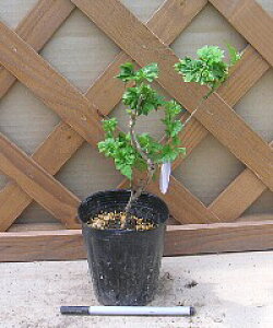 N@c؁@qtK@}x[@c@؁@|bgA