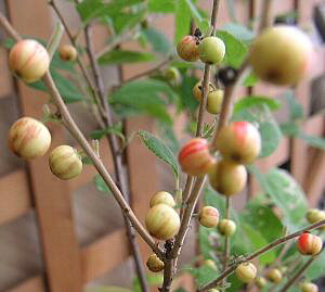 �����E�����h�L�@3���|�b�g�A���@�c�@�c��