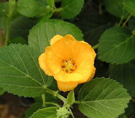 イリマ　5寸鉢植え　夏の花 鉢植え