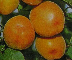 AY@c؁@V񂸁iǁAAYj@c@񂸂̖؁sʎct