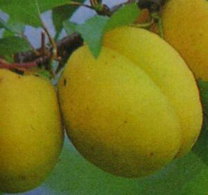 AY@c؁@MB񂸁sʎct@c@AY̖