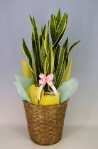 TZxA@8ibsOEJSE󂯎MtjϕsI