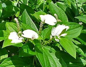 半夏生(ハンゲショウ)2ポットセット 苗