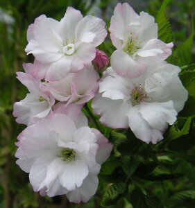 @c؁@V̐ij@c؁@c@@y؉Ԗ؁EETNEz