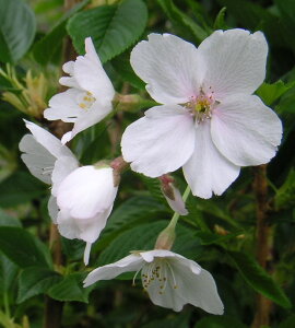 @c؁@g  c ߂悵̂ \CVmTN@@c؁@c@y Ԗ  TN z