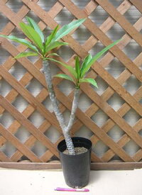 楽天市場 プルメリア 花芽付きの通販