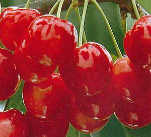 �T�N�����{�@�c�؁@�@�g�����@�i�T�N�����{�j�s�ʎ��c�tPVP�@�������ځ@�c�؁@�c�@�ږ؁@�ʎ��c