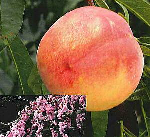 @c؁@ЂȂ̂@ijsʎct@PVP@}꓍@̕c