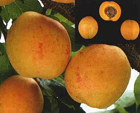 ニコニコット（杏、あんず）《果樹苗》PVP商品（種苗法登録品種）