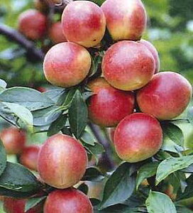 梅 苗木 露茜(つゆあかね):実梅 《果樹苗》