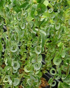 KliMiዾj1A@߂˂Ȃ@@c@c؁@