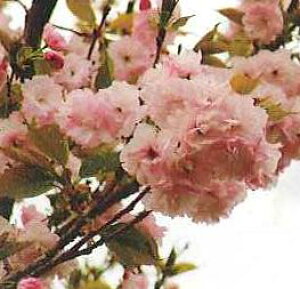 @c؁@\@@c؁@c@@y؉Ԗ؁EETNEz