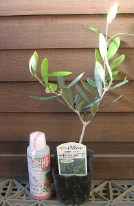 オリーブ 苗 苗木 (ルッカ)ポット苗 《果樹苗》