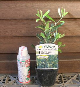 オリーブ 苗 苗木 (ネバディロブロンコ)ポット苗 《果樹苗》