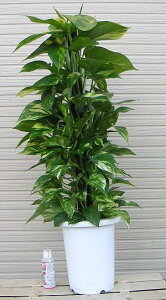 ポトス(7寸鉢植え、観葉植物)
