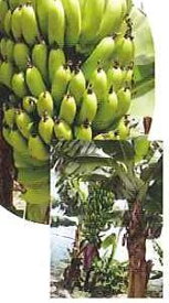 サンジャクバナナ　三尺バナナ　《熱帯果樹苗》