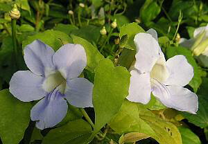 ツンベルギア(グランディーフローラ)ベンガルヤハズカズラ 苗 苗木