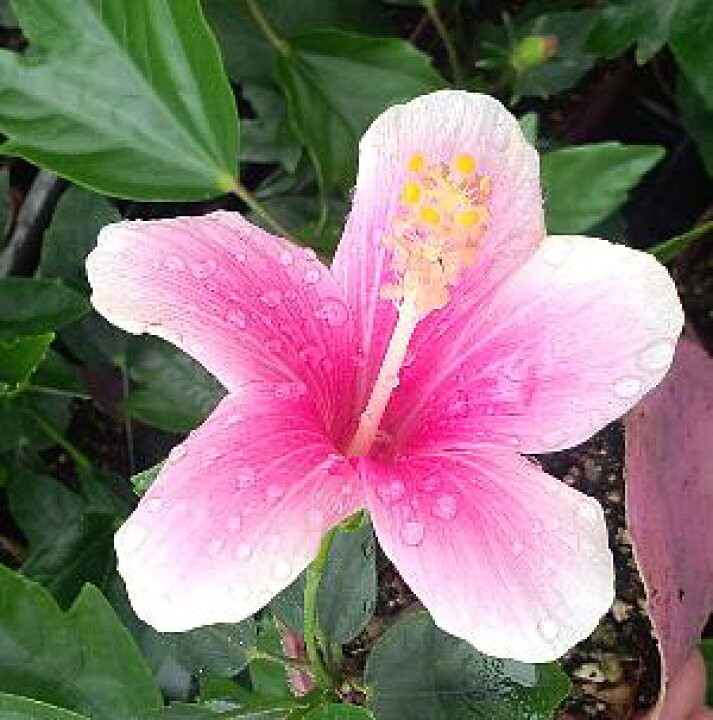 楽天市場 ハイビスカス ピンクアイス 熱帯植物 トロピカルフラワー ハワイアンフラワー ハイビスカス 日本花卉ガーデンセンター Annex