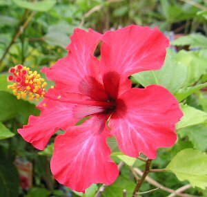 ynCrXJXzn~Oo[h@c@c؁@*G߂ɂAtԂ̓Tvʐ^Ƒ傫قȂꍇ܂yMѐAEgsJt[EnCAt[EnCrXJ