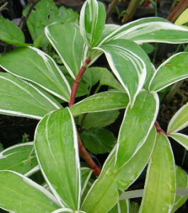 フイリ・フクジンソウ(斑入り福神草) 斑入りフクジンソウ 苗 苗木