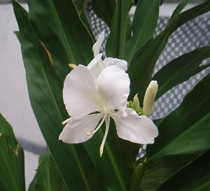 ホワイトジンジャー(ポット植え) ジンジャーリリー 苗