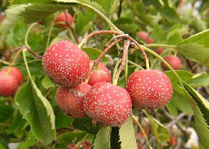 劔@񂴂@c؁@Vʁ@HpTUVwxsʎct@Rq@ZCA