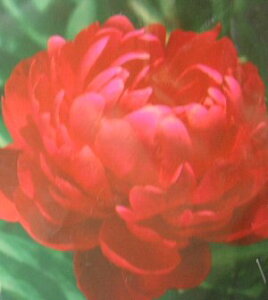 䉖iVNNj@ؐC̓T@|bgA@c