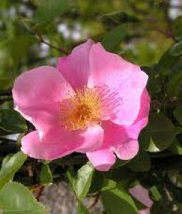 ハトヤバラ(鳩谷薔薇)ばら 苗 苗木