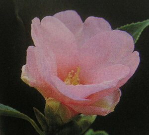 Qty֕c؁z@Yҁ@^EJWiցjc@c؁@yԖؒ؁EցEcoLE΂z