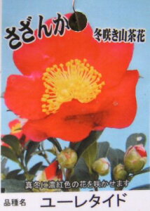 񂩁@[^Ch@c@c؁@؁@yԖؒ؁ERԁETUJE񂩁z