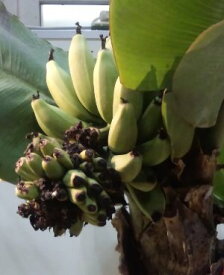 ドワーフモンキーバナナ　《熱帯果樹苗》