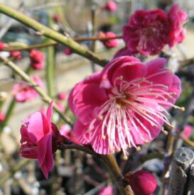 八重寒紅梅 花梅 苗木 やえかんこうばい ヤエカンコウバイ【庭木 花木 花梅 はなうめ ハナウメ】