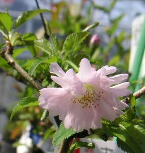 xm@IVhiǂjc@c؁@̖؁@ȍ̖