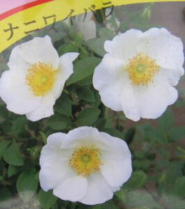 ijCoigKNj5A@c@c؁@΂