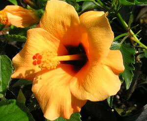 【ハイビスカス】銀河 ハイビスカス  苗 苗木 *季節により、樹高や葉ぶりはサンプル写真と大きく異なる場合もあります 【熱帯植物・トロピカルフラワー・ハワイアンフラワー・ハ