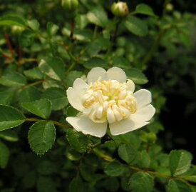 白花　テリハノイバラ（照葉野薔薇）