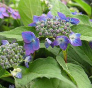 zԁ@c@PAizԁjyԖؒ؁EAWTCERzԁEz