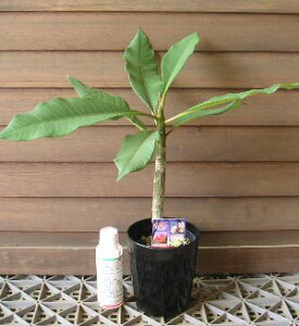 vAiԐFj 1{@4|bgA@cyMѐAEgsJt[EnCAt[EvAz