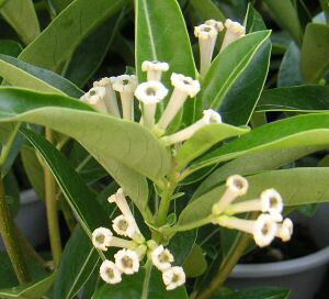 昼香木(チュウコウボク)3寸ポット植え