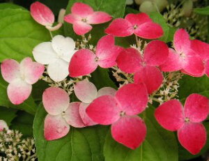 zԁ@c@g@NiCizԁjc@c؁@3`4|bgA@@c؁@؁@@yԖؒ؁EAWTCERzԁEz