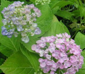 楽天市場 花の苗物 種類 植物 アジサイ 人気ランキング1位 売れ筋商品